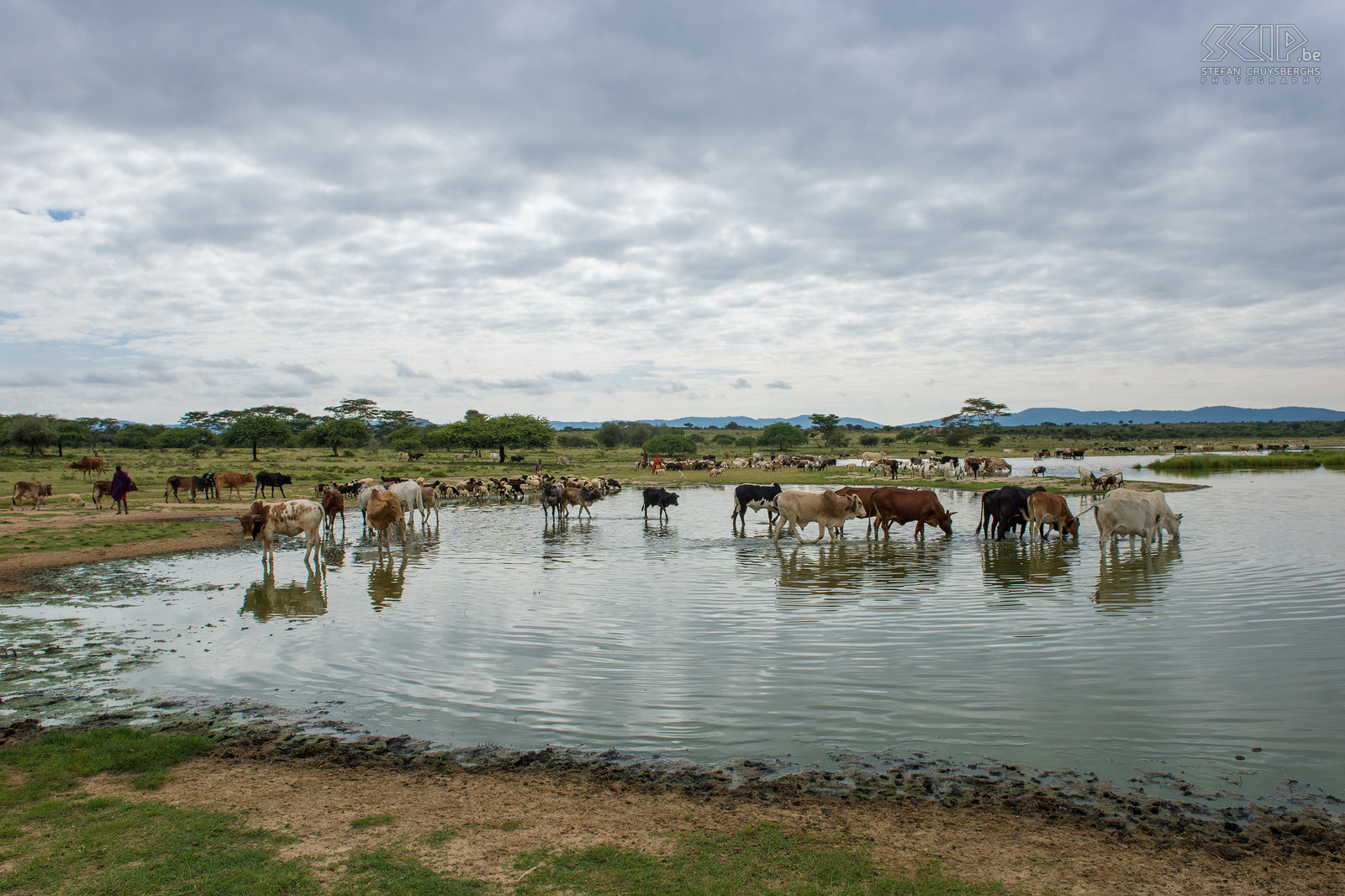 Kisima - Veemarkt We bezochten de veemarkt in Kisima. De Samburu herders gaan naar het meer om hun vee te laten drinken en daarna verkopen ze de koeien en geiten. Stefan Cruysberghs